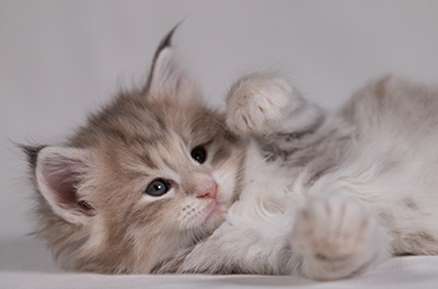 Benneth - 5 weeks old
