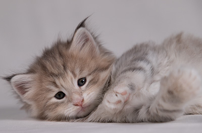 Benneth - 5 weeks old