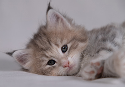 Benneth - 5 weeks old