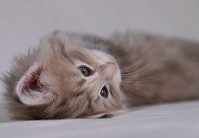 Benneth - 5 weeks old