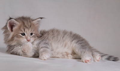 Benneth - 5 weeks old