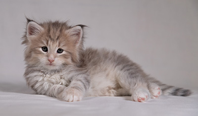Benneth - 5 weeks old