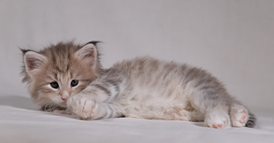 Benneth - 5 weeks old