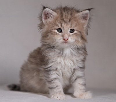 Benneth - 5 weeks old