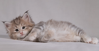 Benneth - 5 weeks old