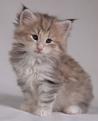 Benneth - 5 weeks old