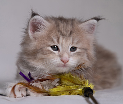 Benneth - 5 weeks old