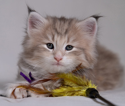 Benneth - 5 weeks old