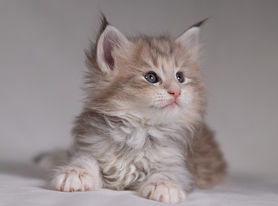 Benneth - 5 weeks old