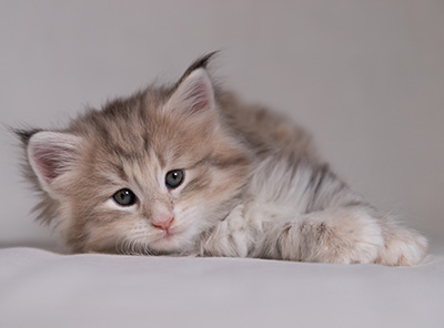 Benneth - 5 weeks old