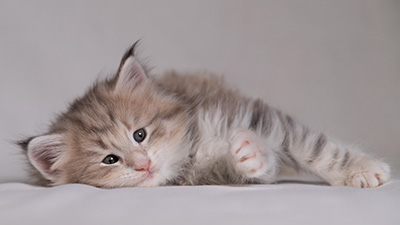 Benneth - 5 weeks old