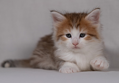 Berith - 5 weeks old
