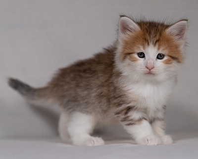 Berith - 5 weeks old