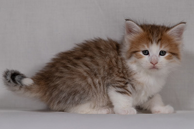 Berith - 5 weeks old