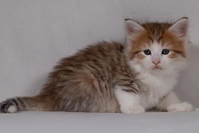 Berith - 5 weeks old