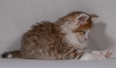 Berith - 5 weeks old