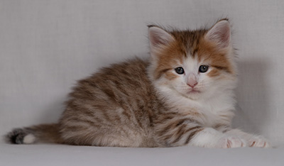 Berith - 5 weeks old
