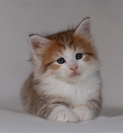 Berith - 5 weeks old