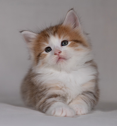 Berith - 5 weeks old