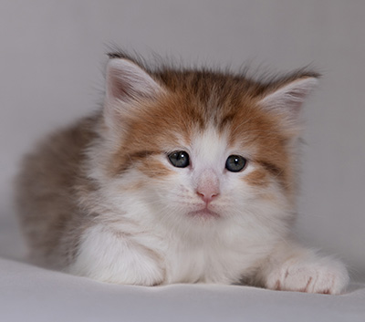 Berith - 5 weeks old