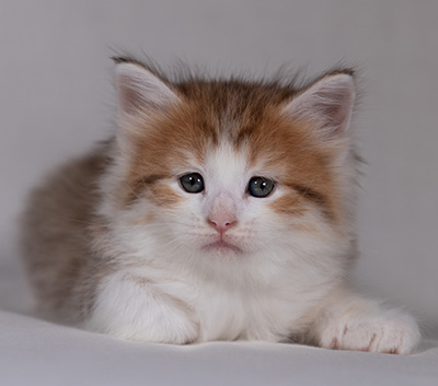 Berith - 5 weeks old