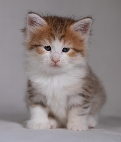 Berith - 5 weeks old