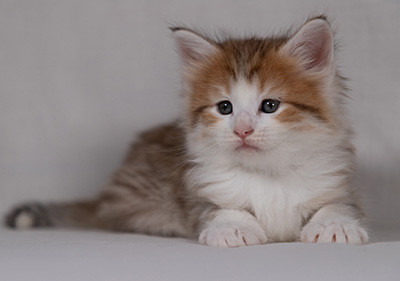 Berith - 5 weeks old