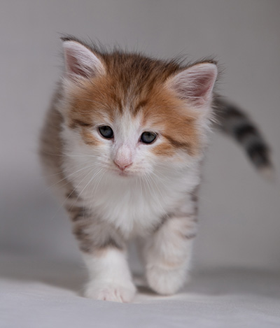 Berith - 5 weeks old