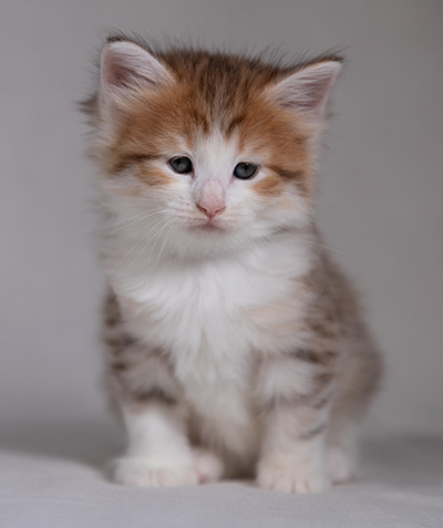 Berith - 5 weeks old
