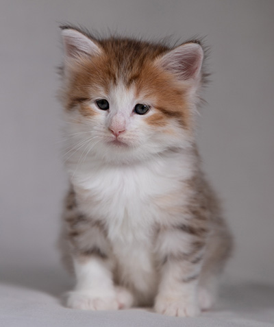Berith - 5 weeks old