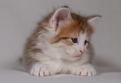 Berith - 5 weeks old