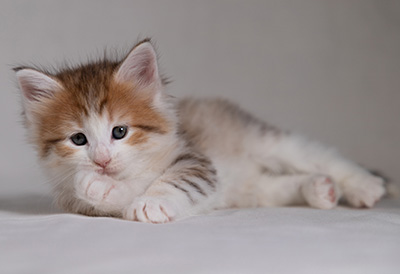 Berith - 5 weeks old