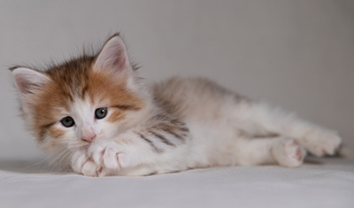 Berith - 5 weeks old