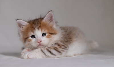 Berith - 5 weeks old