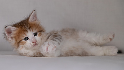 Berith - 5 weeks old