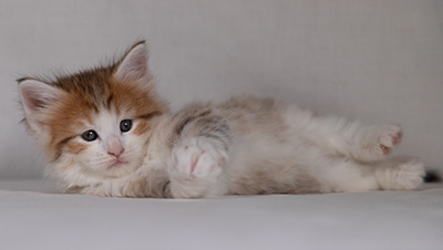 Berith - 5 weeks old