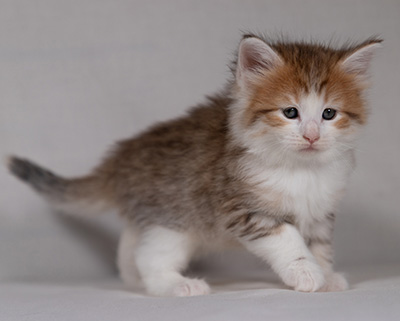 Berith - 5 weeks old