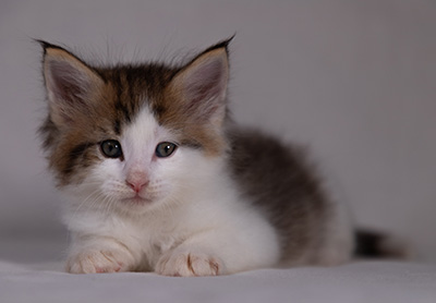 Bernhold - 5 weeks old