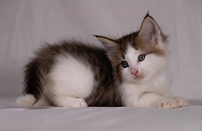Bernhold - 5 weeks old