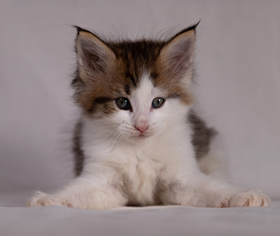 Bernhold - 5 weeks old