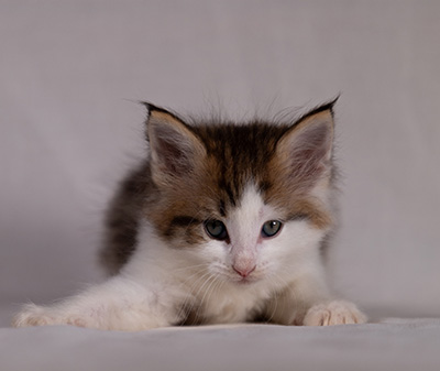 Bernhold - 5 weeks old