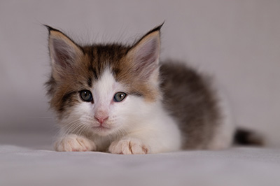 Bernhold - 5 weeks old