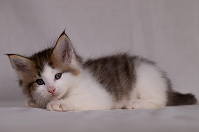 Bernhold - 5 weeks old