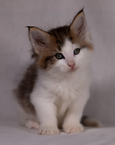 Bernhold - 5 weeks old