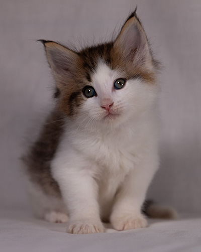 Bernhold - 5 weeks old