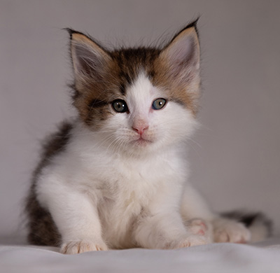 Bernhold - 5 weeks old