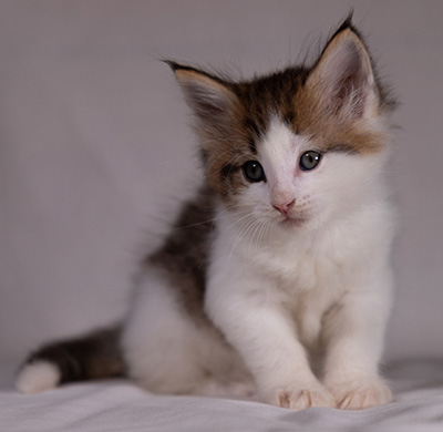 Bernhold - 5 weeks old