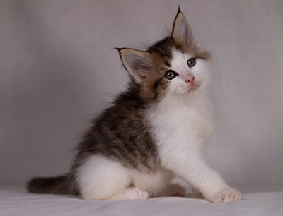 Bernhold - 5 weeks old