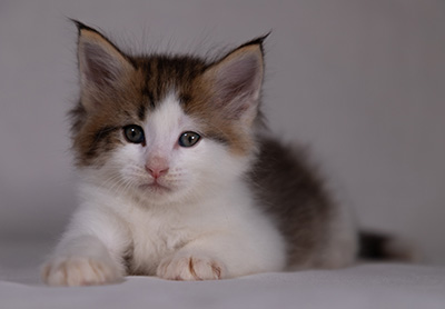 Bernhold - 5 weeks old