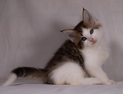 Bernhold - 5 weeks old